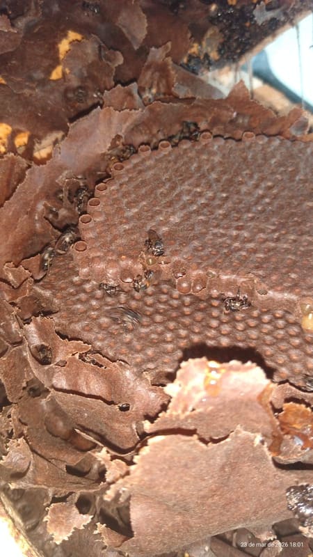 Colônia de Benjoí